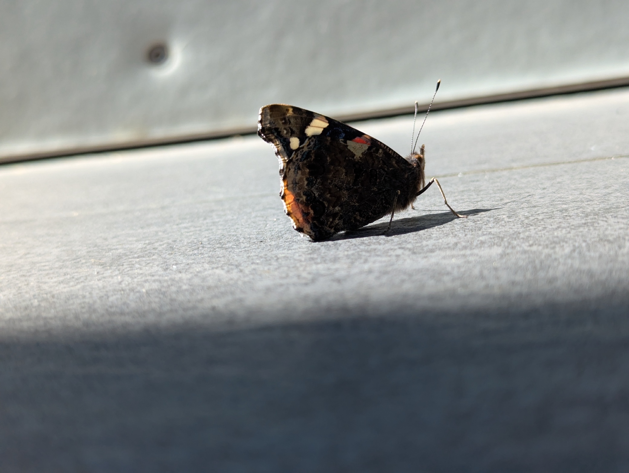 搬家当天阳台上的蝴蝶
